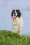 adult Landseer