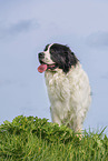 adult Landseer