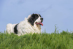 adult Landseer