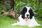 Landseer Puppy
