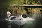 Landseer