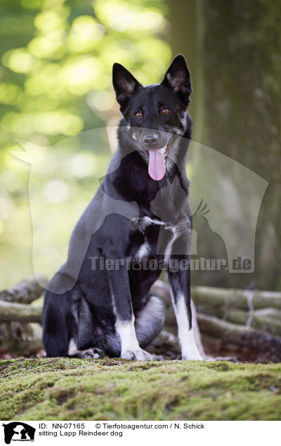 sitting Lapp Reindeer dog / NN-07165