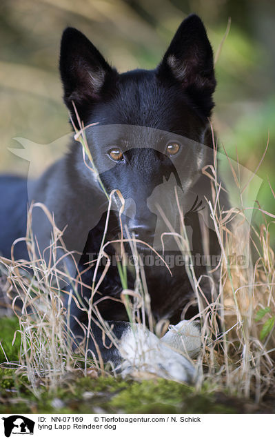 liegender Lapplndischer Rentierhund / lying Lapp Reindeer dog / NN-07169