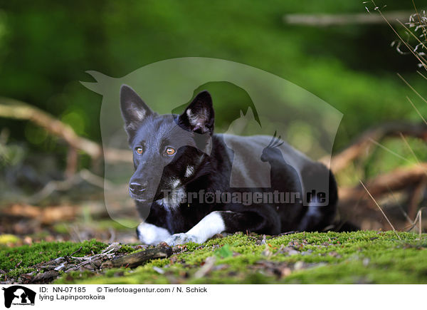 liegender Lapinporokoira / lying Lapinporokoira / NN-07185
