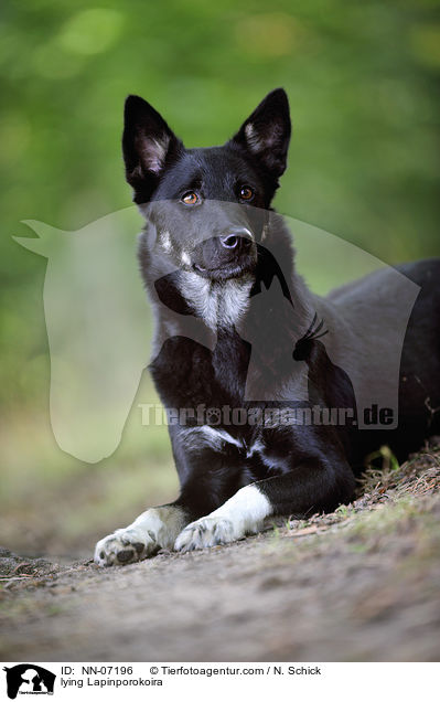 liegender Lapinporokoira / lying Lapinporokoira / NN-07196