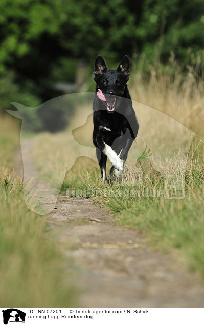 rennender Lapplndischer Rentierhund / running Lapp Reindeer dog / NN-07201