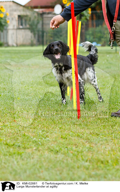 Groer Mnsterlnder beim Agility / Large Munsterlander at agility / KMI-02881