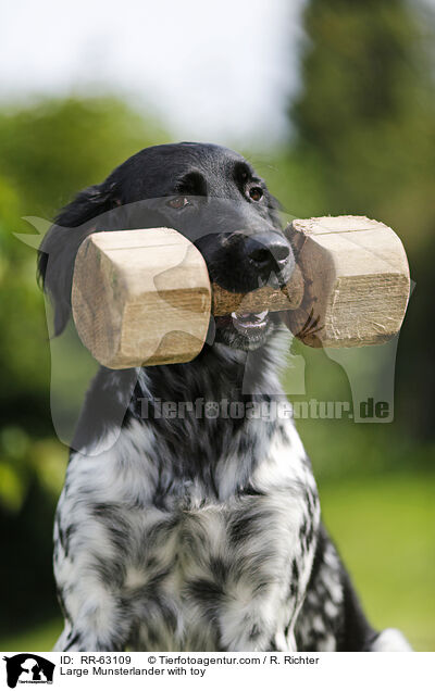 apportierender Groer Mnsterlnder / Large Munsterlander with toy / RR-63109