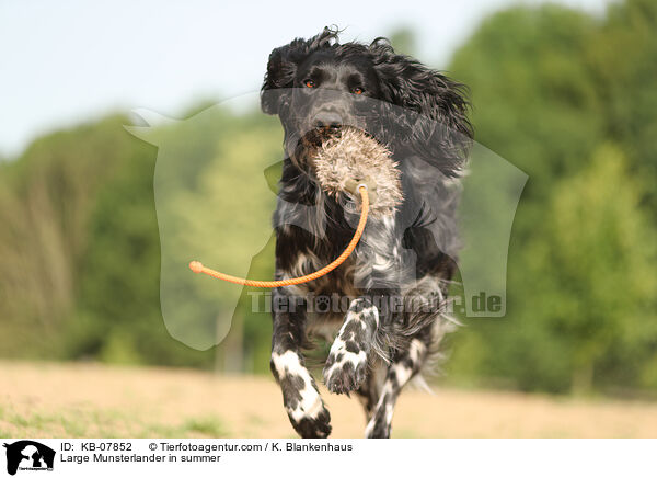 Large Munsterlander in summer / KB-07852
