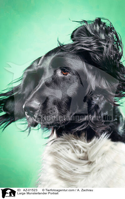 Groer Mnsterlnder Portrait / Large Munsterlander Portrait / AZ-01523