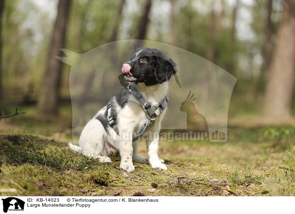 Large Munsterlander Puppy / KB-14023