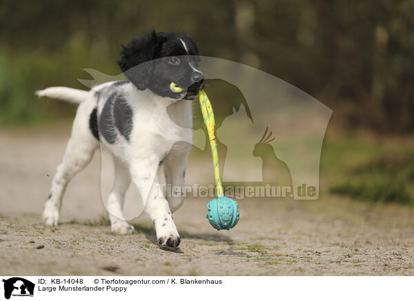 Groer Mnsterlnder Welpe / Large Munsterlander Puppy / KB-14048