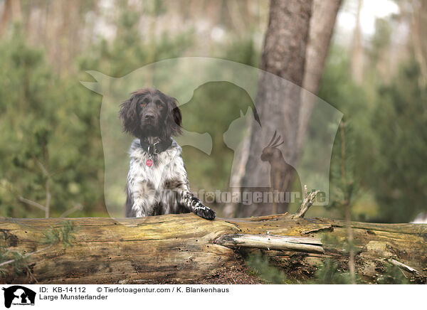 Large Munsterlander / KB-14112
