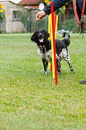 Large Munsterlander at agility