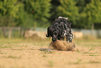 Large Munsterlander in summer