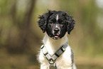 Large Munsterlander Puppy