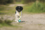 Large Munsterlander Puppy