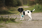 Large Munsterlander Puppy
