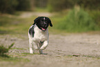 Large Munsterlander Puppy