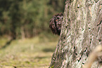 Large Munsterlander