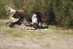 Large Munsterlander