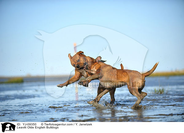Leavitt Olde English Bulldogs / YJ-09350