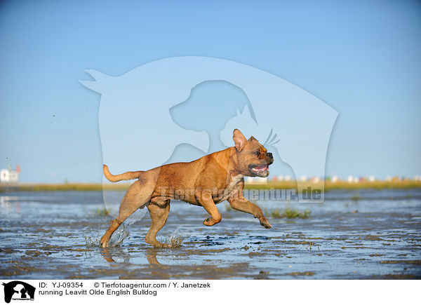 rennende Leavitt Olde English Bulldogge / running Leavitt Olde English Bulldog / YJ-09354