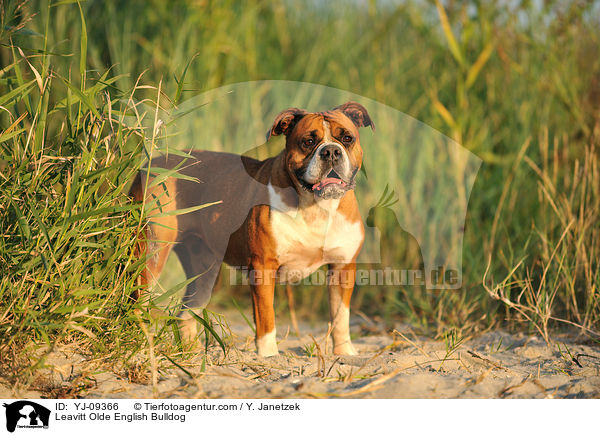 Leavitt Olde English Bulldogge / Leavitt Olde English Bulldog / YJ-09366