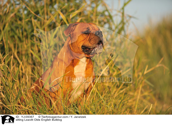 sitzende Leavitt Olde English Bulldogge / sitting Leavitt Olde English Bulldog / YJ-09367
