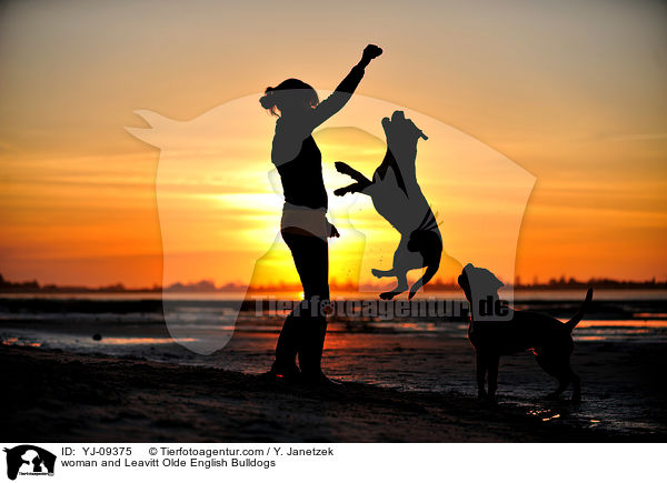 woman and Leavitt Olde English Bulldogs / YJ-09375