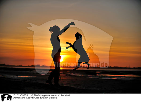 woman and Leavitt Olde English Bulldog / YJ-09378