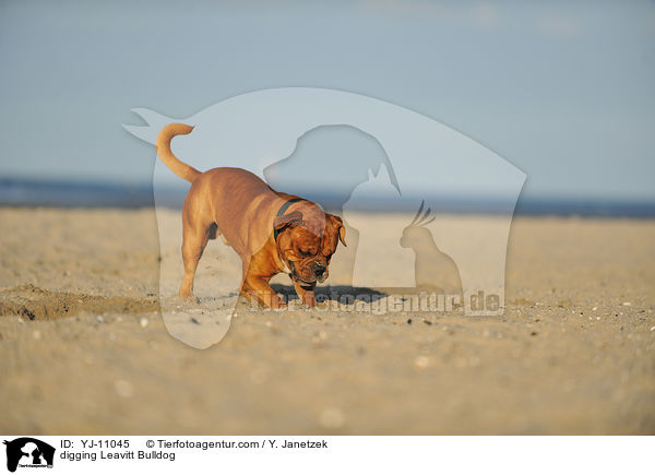 buddelnde Leavitt Bulldogge / digging Leavitt Bulldog / YJ-11045