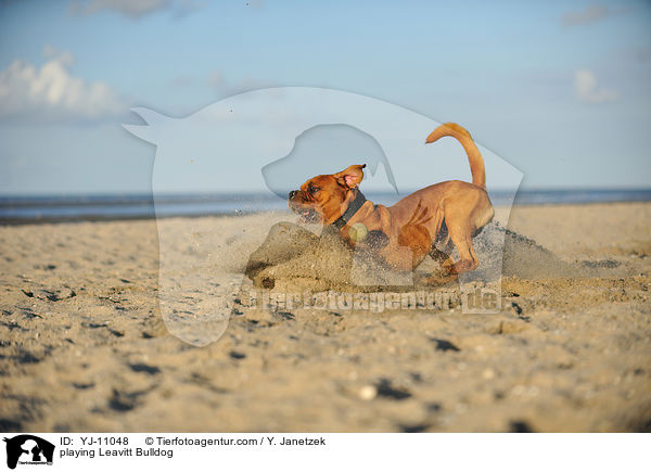 spielende Leavitt Bulldogge / playing Leavitt Bulldog / YJ-11048