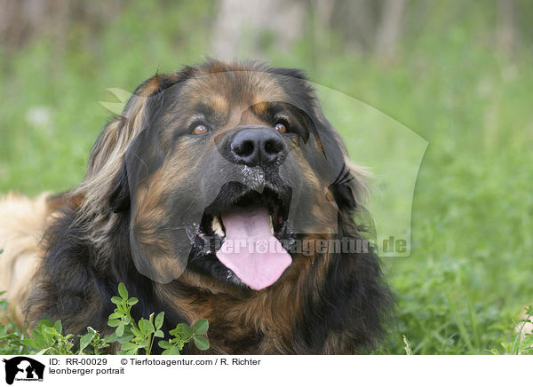 Leonberger Rde / leonberger portrait / RR-00029