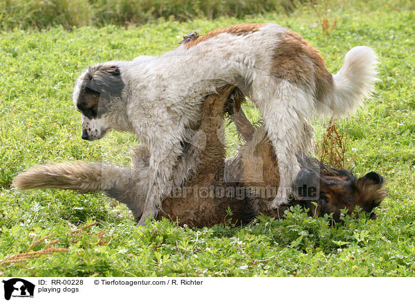 spielende Hunde / playing dogs / RR-00228