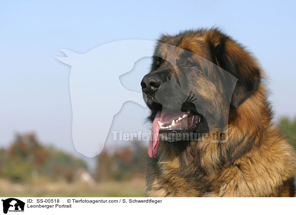 Leonberger Portrait / Leonberger Portrait / SS-00518