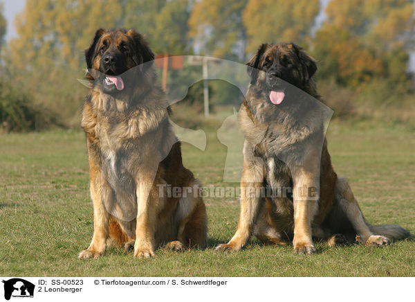 2 Leonberger / 2 Leonberger / SS-00523