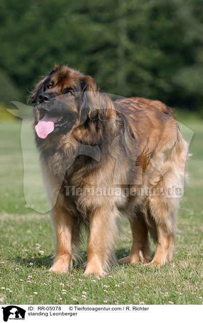 stehender / standing Leonberger / RR-05078