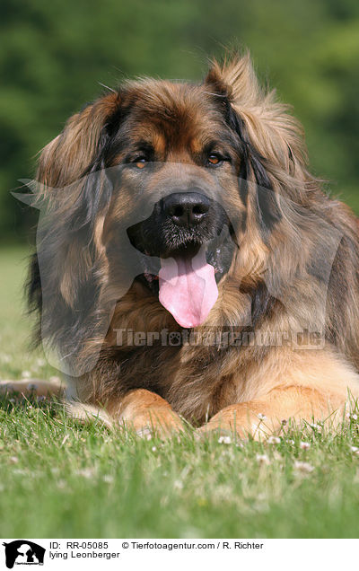 liegender / lying Leonberger / RR-05085