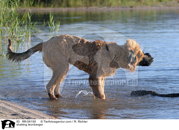 schttelnder Leonberger / shaking leonberger / RR-06190
