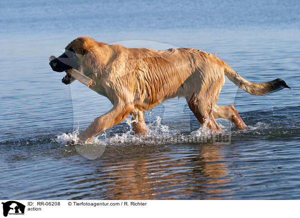 Leonberger in Aktion / action / RR-06208