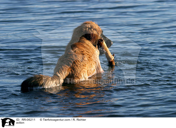 Leonberger in Aktion / action / RR-06211