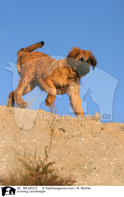 running Leonberger / RR-06212