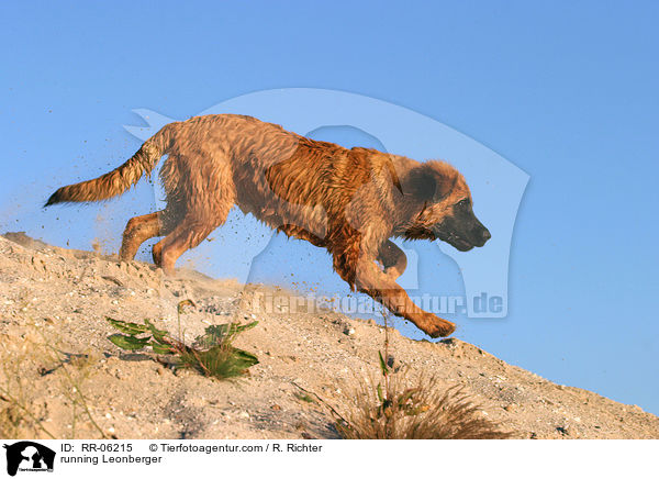 rennender / running Leonberger / RR-06215