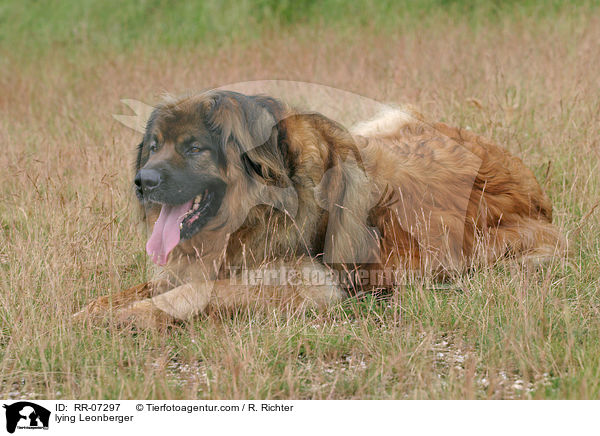 liegender Leonberger / lying Leonberger / RR-07297