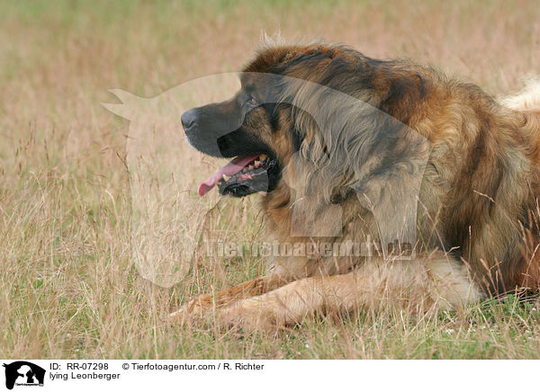 liegender Leonberger / lying Leonberger / RR-07298