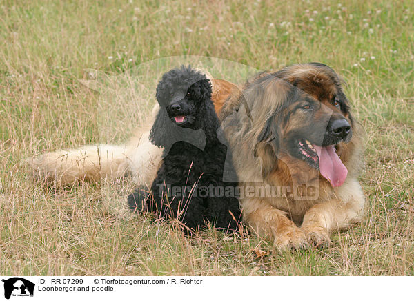 Leonberger und Pudel / Leonberger and poodle / RR-07299