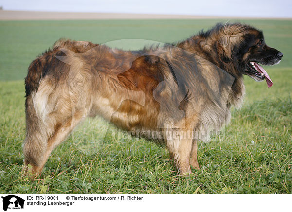 stehender Leonberger / standing Leonberger / RR-19001