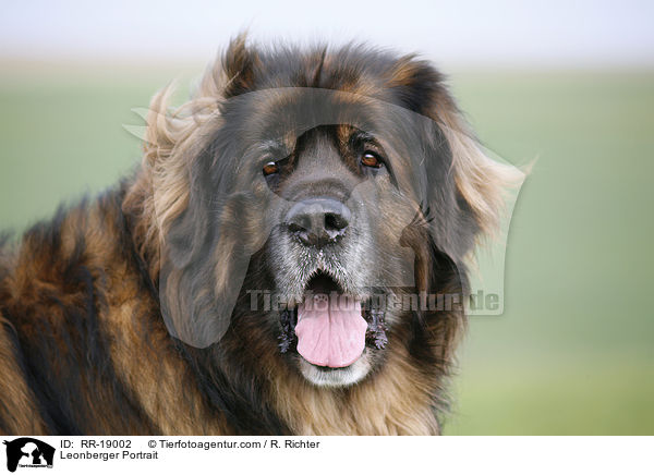 Leonberger Portrait / Leonberger Portrait / RR-19002