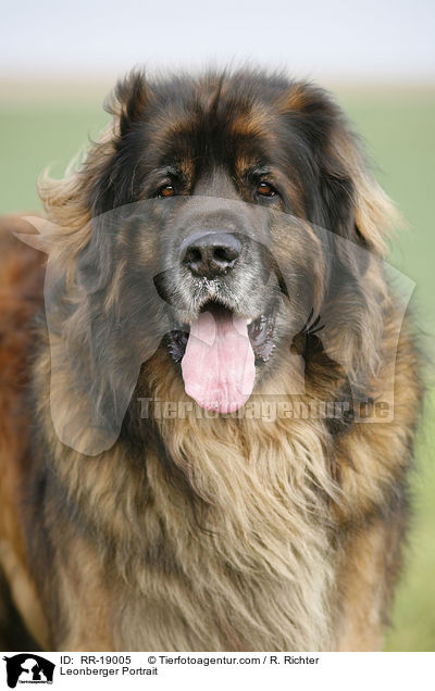 Leonberger Portrait / Leonberger Portrait / RR-19005